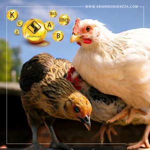 مکمل های معدنی و ویتامینه مرغ گوشتی، تخمگذار ، مرغ مادر و سایر طیور